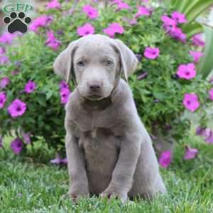 Rosa, Silver Labrador Retriever Puppy