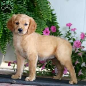 Rosa, Miniature Golden Retriever Puppy