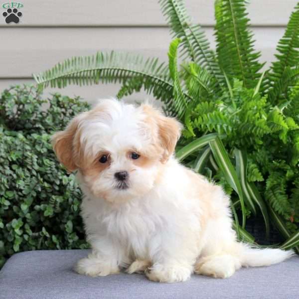 Rosco, Teddy Bear Puppy