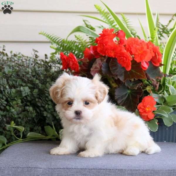 Rosco, Teddy Bear Puppy