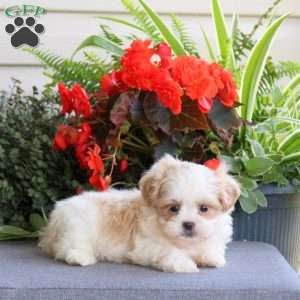 Rosco, Teddy Bear Puppy