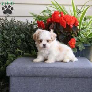 Rosco, Teddy Bear Puppy