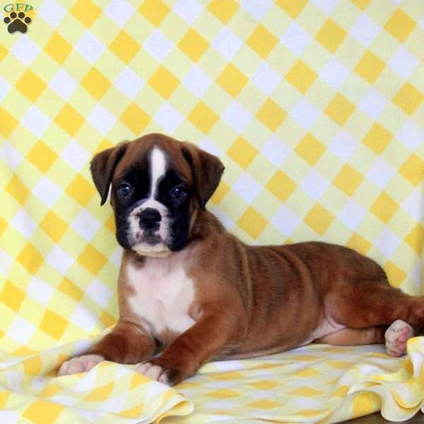Rose, Boxer Puppy