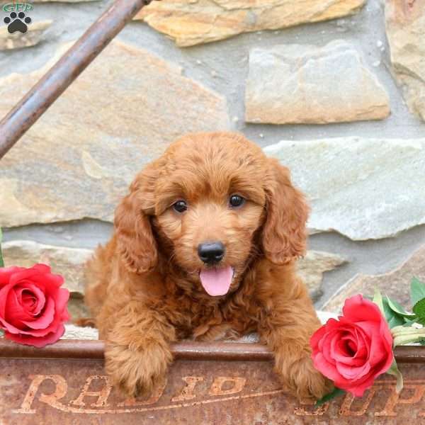 Rose, Mini Goldendoodle Puppy