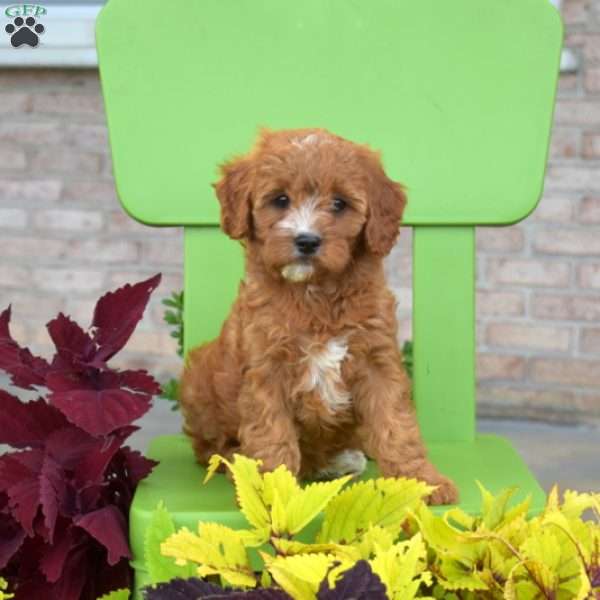 Rose, Cavapoo Puppy