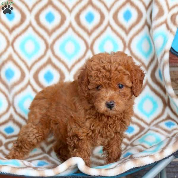 Rose, Toy Poodle Puppy
