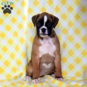 Rose, Boxer Puppy