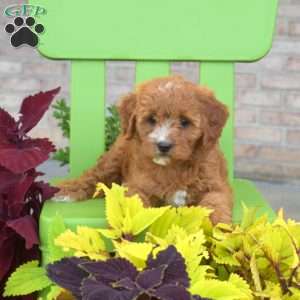 Rose, Cavapoo Puppy