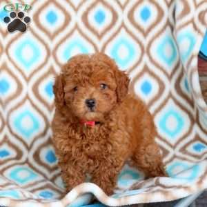 Rose, Toy Poodle Puppy
