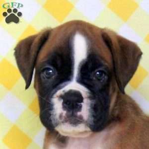 Rose, Boxer Puppy