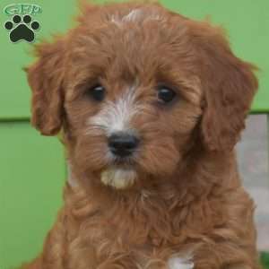 Rose, Cavapoo Puppy