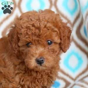 Rose, Toy Poodle Puppy