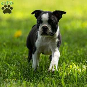 Rose, Boston Terrier Puppy
