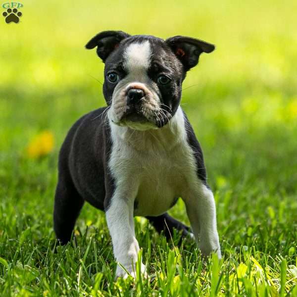 Rose, Boston Terrier Puppy