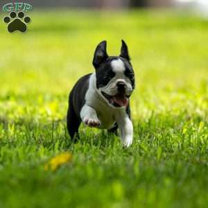 Rose, Boston Terrier Puppy