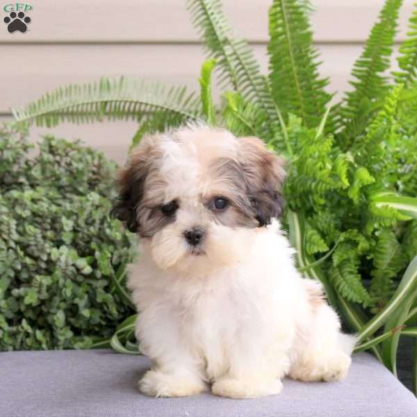 Rosebud, Teddy Bear Puppy