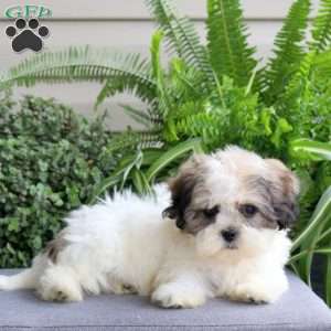 Rosebud, Teddy Bear Puppy