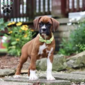 Rosette, Boxer Puppy