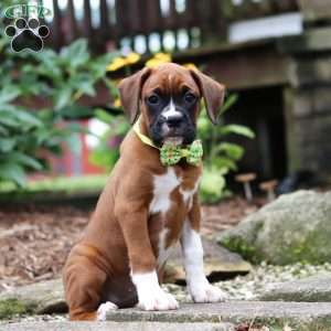 Rosette, Boxer Puppy