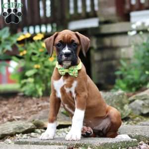 Rosette, Boxer Puppy