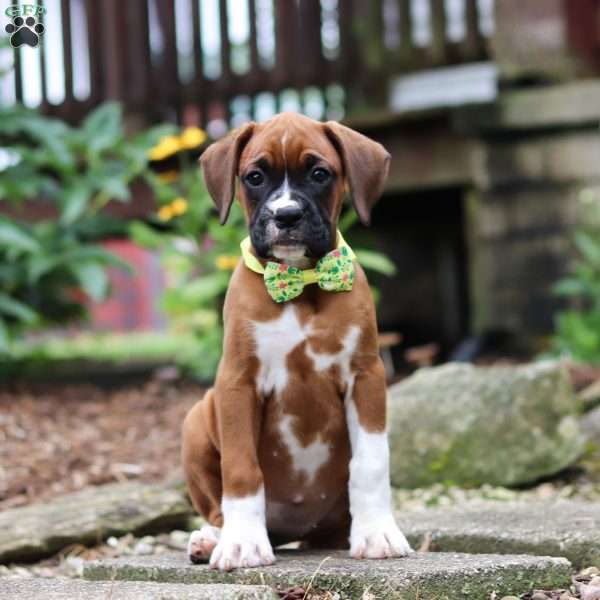 Rosette, Boxer Puppy