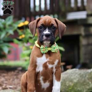 Rosette, Boxer Puppy