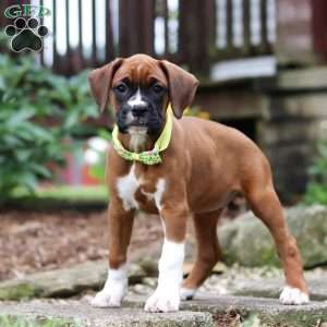 Rosette, Boxer Puppy