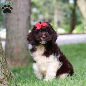 Rosie, Cockapoo Puppy