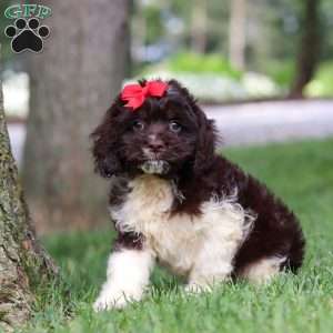 Rosie, Cockapoo Puppy