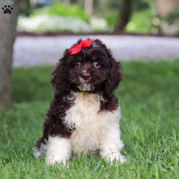 Rosie, Cockapoo Puppy