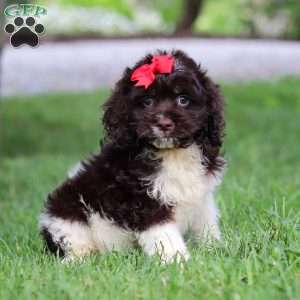 Rosie, Cockapoo Puppy