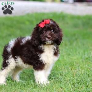 Rosie, Cockapoo Puppy