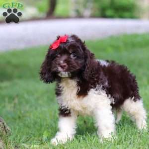 Rosie, Cockapoo Puppy