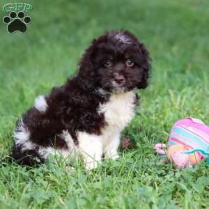 Rosie, Cockapoo Puppy