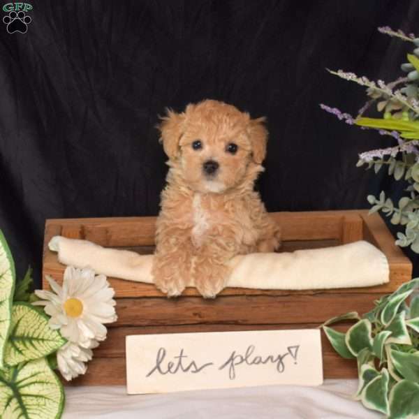 Rosie, Bich-Poo Puppy