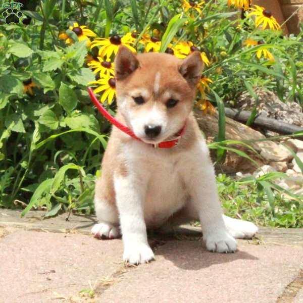 Rosie, Shiba Inu Puppy