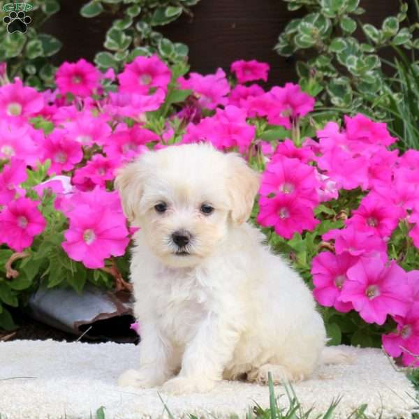 Rosie, Havapoo Puppy