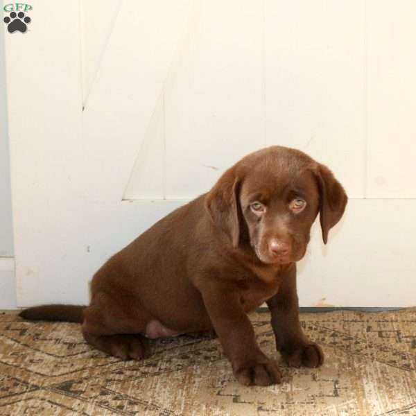 Rosie, Chocolate Labrador Retriever Puppy