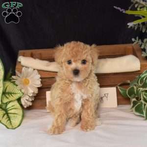 Rosie, Bich-Poo Puppy