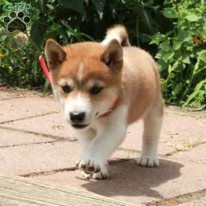 Rosie, Shiba Inu Puppy