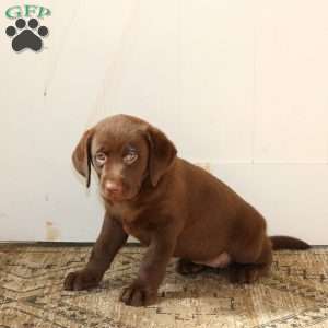 Rosie, Chocolate Labrador Retriever Puppy