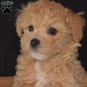 Rosie, Bich-Poo Puppy