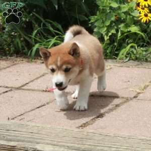 Rosie, Shiba Inu Puppy