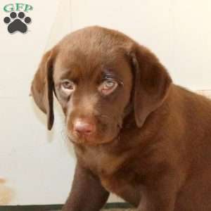 Rosie, Chocolate Labrador Retriever Puppy