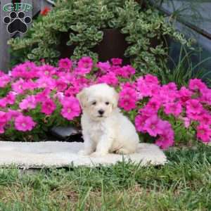 Rosie, Havapoo Puppy