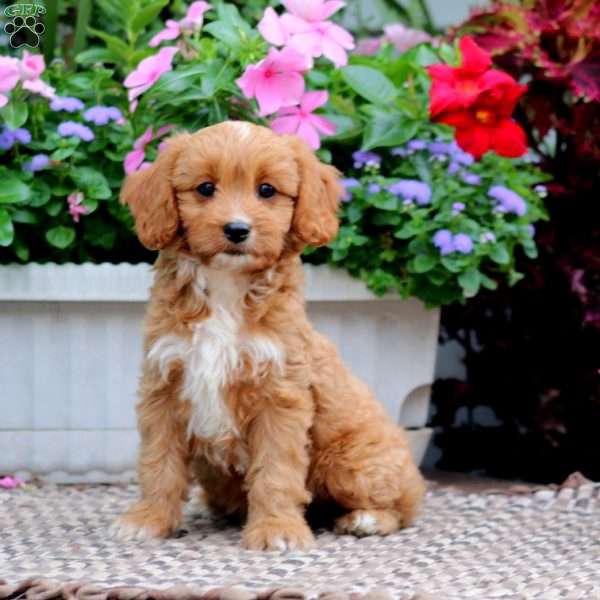 Rosie, Cavapoo Puppy