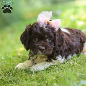 Rosie, Cockapoo Puppy