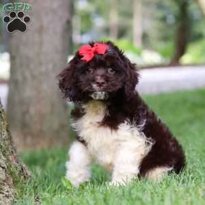 Rosie, Cockapoo Puppy