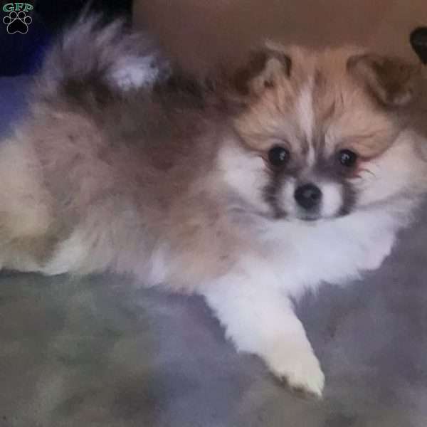 Rosie-TinyToy, Pomeranian Puppy