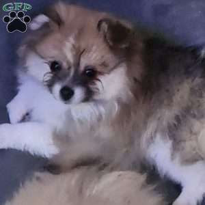 Rosie-TinyToy, Pomeranian Puppy